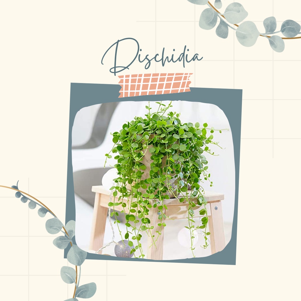 Bunga Gantung Dischidia Tanaman Hias Dischidia Bunga Dischidia