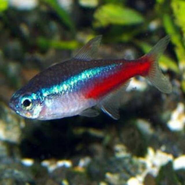 Ikan neon tetra