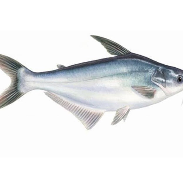 

Ikan patin super