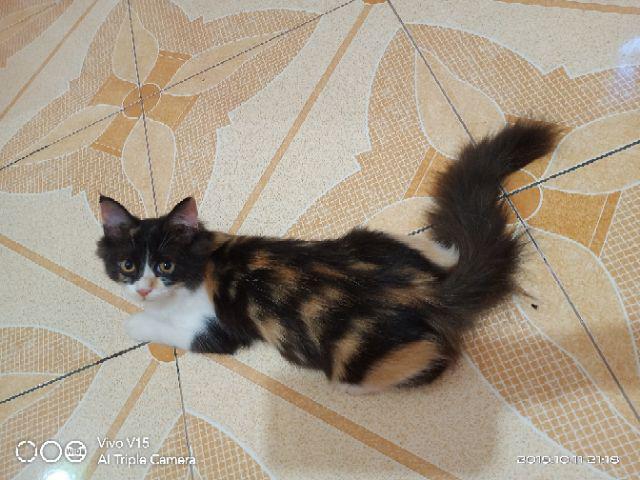 Tang Pembolong 6 Inch Mata Ayam Tang Eyelet Nankai