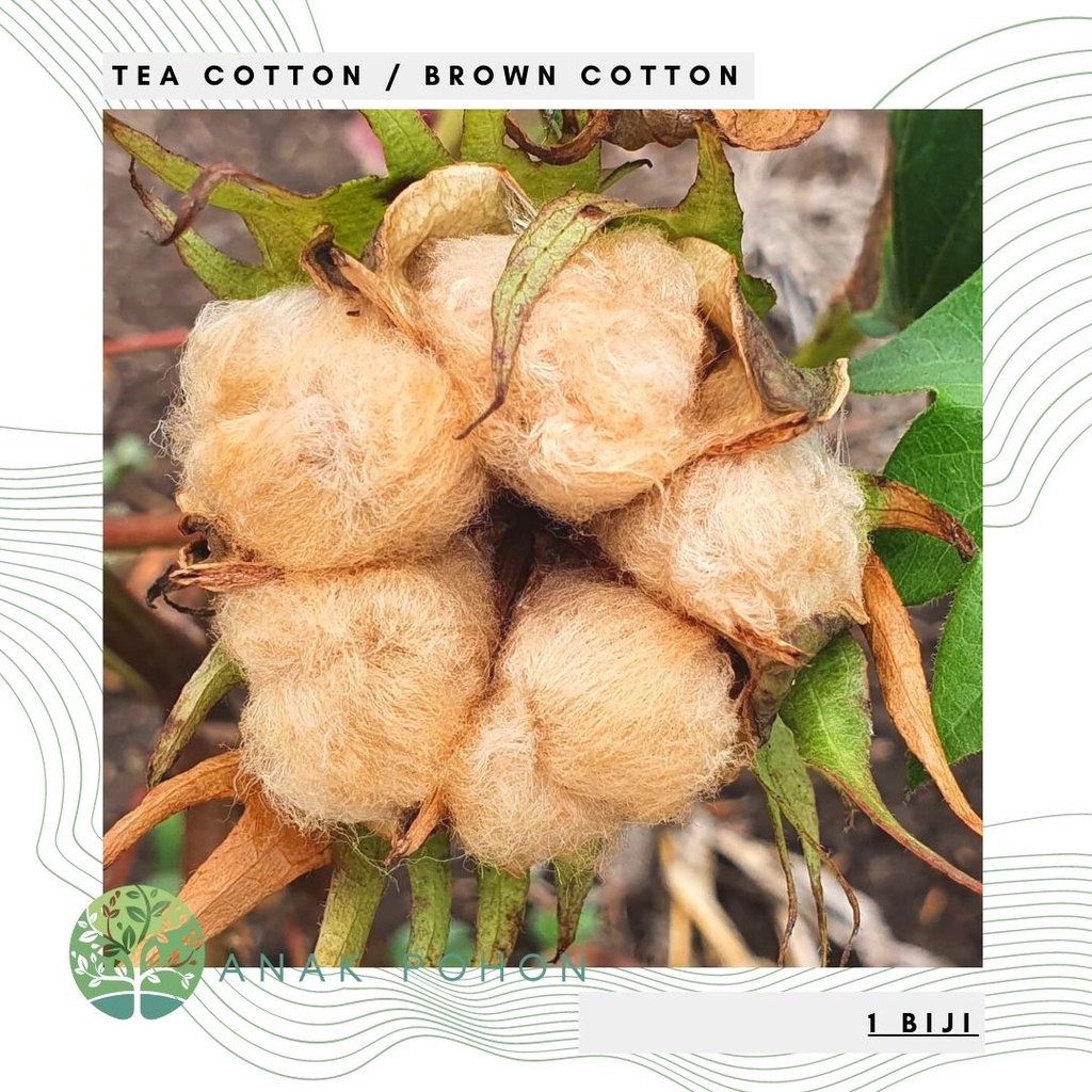 Benih Bibit Biji - Tea Cotton Tree / Tanaman Kapas Cokelat Seeds