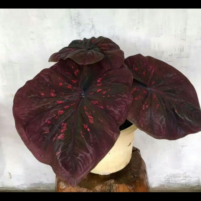 NewSaleUmbi Caladium Black Mamba HyBrid Import Original