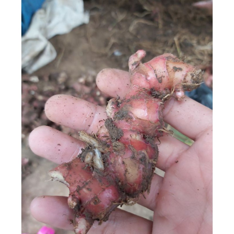 

jahe merah lampung 1kg /Jahe Merah Segar