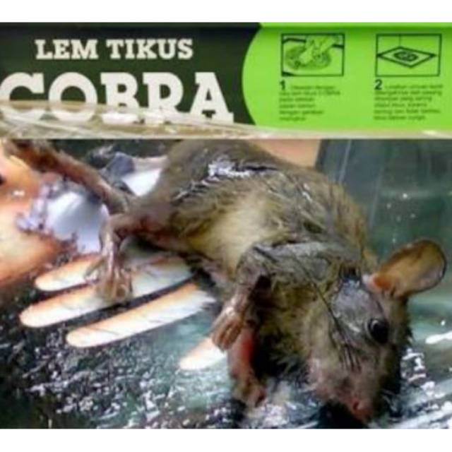 Lem Tikus Cair Cap Cobra (isi 12pcs)