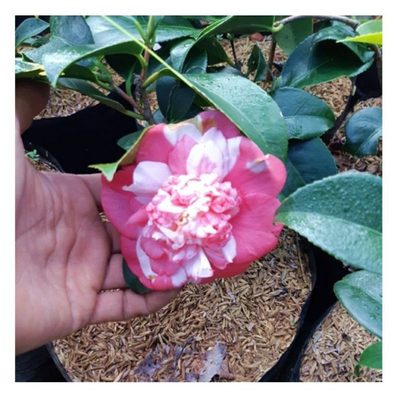 Jual Bibit Tanaman Bunga Camelia Pink Putih Tumpuk-Bibit Bunga Bicolor Pink  White | Shopee Indonesia