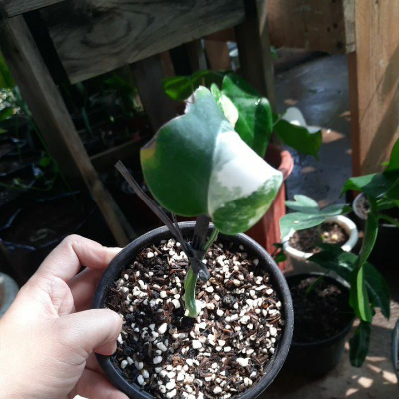 Monstera Albo varigata / variegated