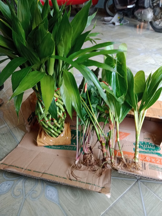 Bibit Tanaman Sri Rejeki