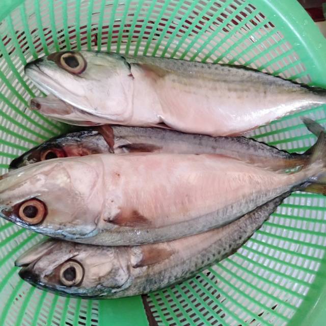 

Ikan kembung 1000G