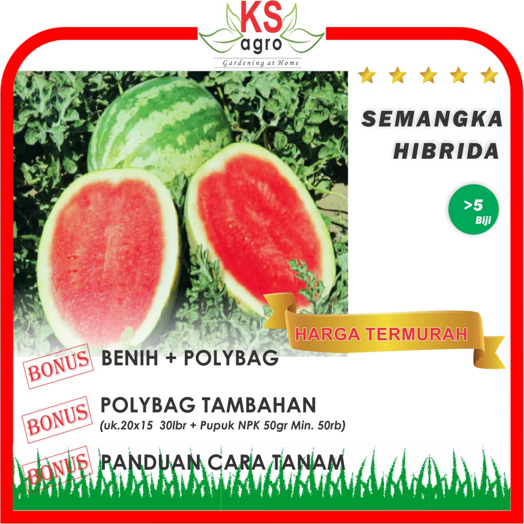 BENIH SEMANGKA HIBRIDA BIBIT BUAH UNGGUL