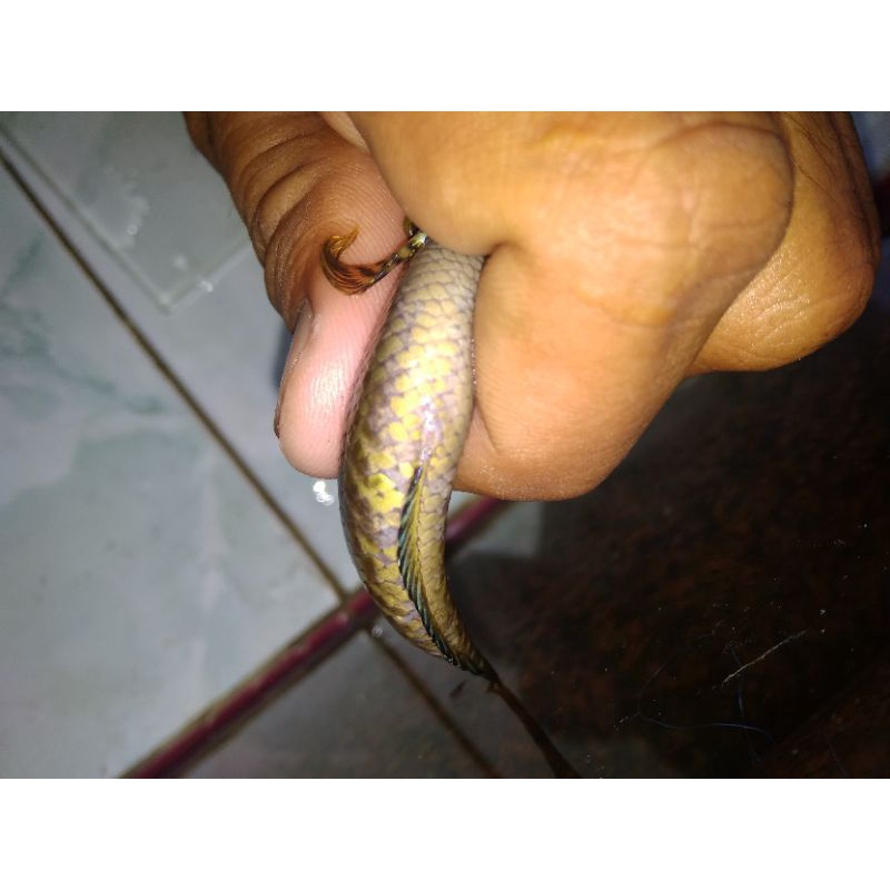 Andrao WC pair male female