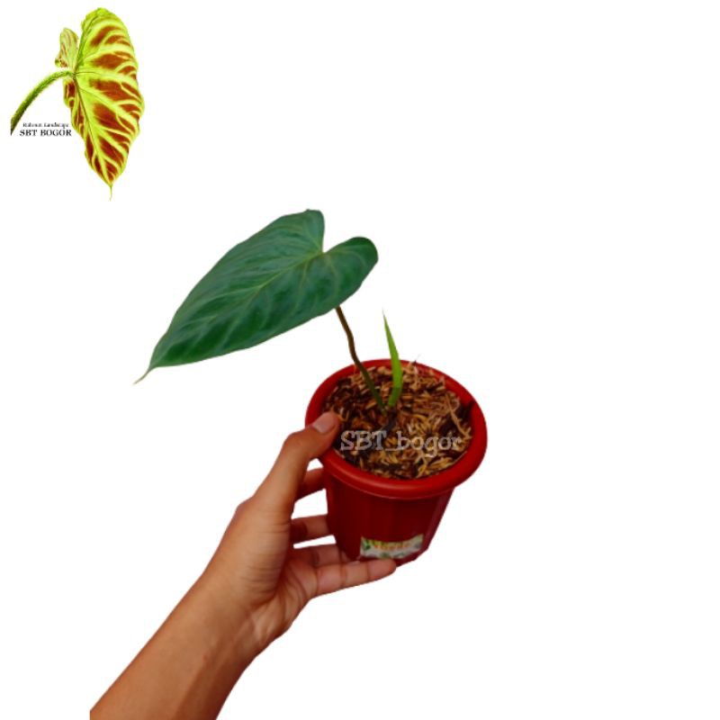 philodendron verrucosum - philodendron