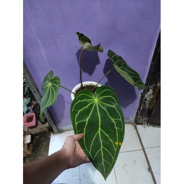 Anthurium Kuping Gajah Magnificum