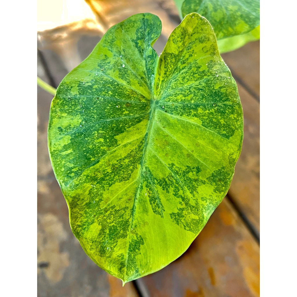 tanaman hias colocasia midori sour