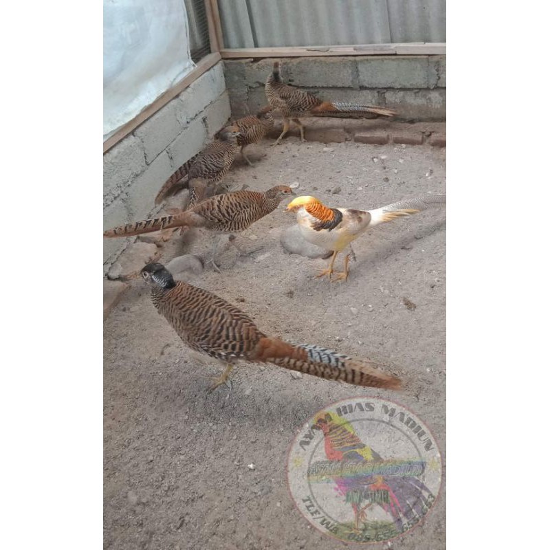 AyamRedladyPheasant