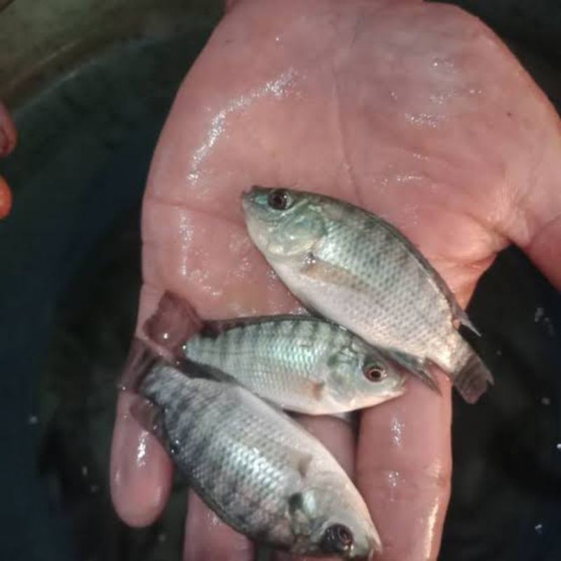 nila nirwana 3 size gas