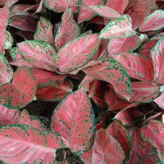 AGLAONEMA AGLONEMA BIG APPLE MURAH ratudaun nursery AGLAONEMA AGLONEMA BIG APPLE MURAH ratudaun nursery
