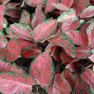  AGLAONEMA  AGLONEMA BIG APPLE  MURAH ratudaun nursery 