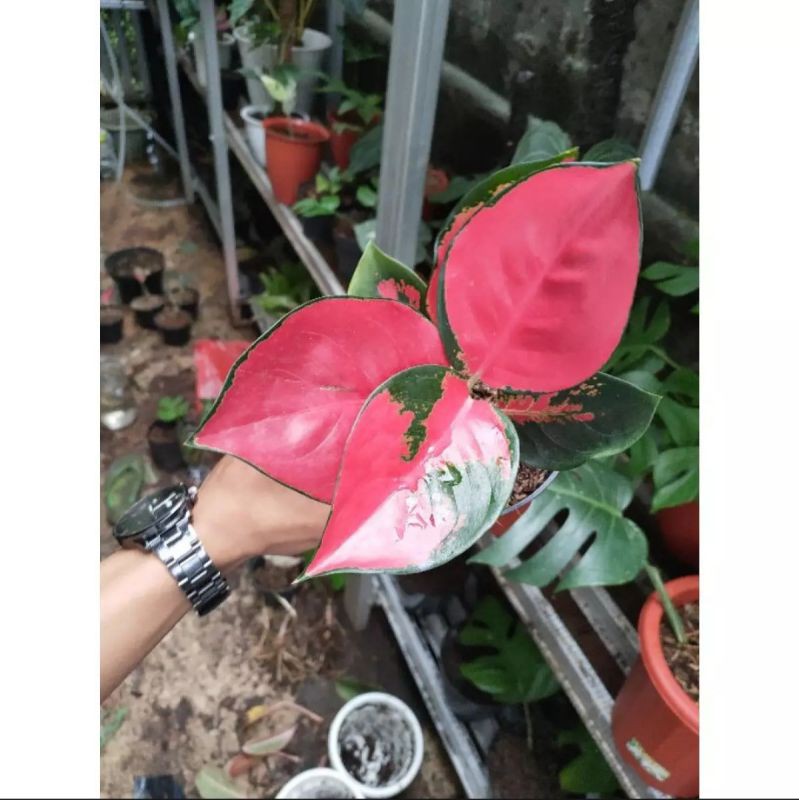 BIBIT AGLONEMA SUKSOM JAIPONG // SUKSOM JAIPONG BABY