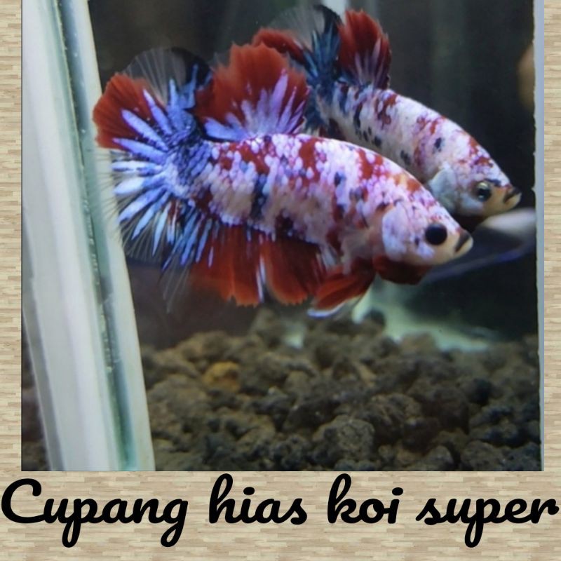 

cupang hias koi super