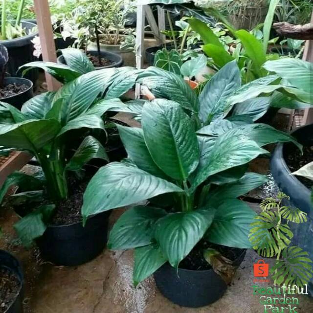Tanaman hias peace lily giant - Tanaman indoor