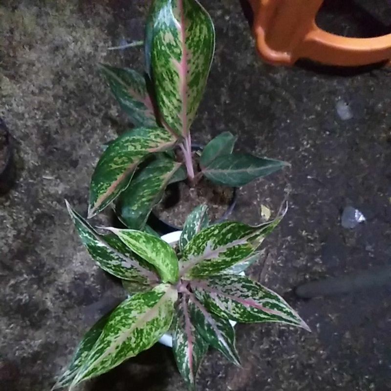 aglonema Gatotkaca, butterfly