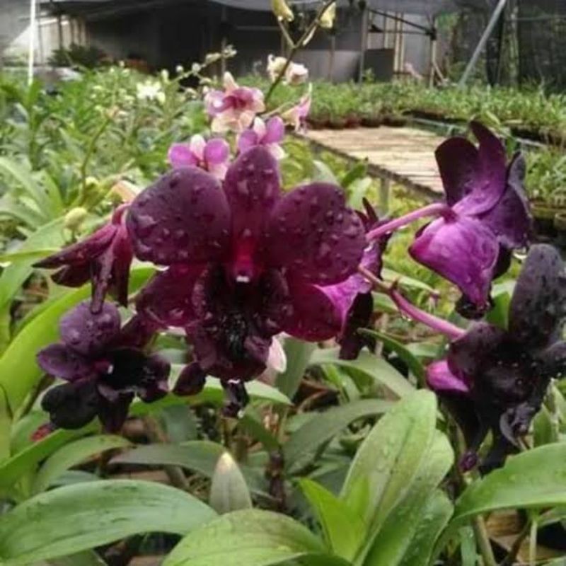 Dendrobium Black Cat