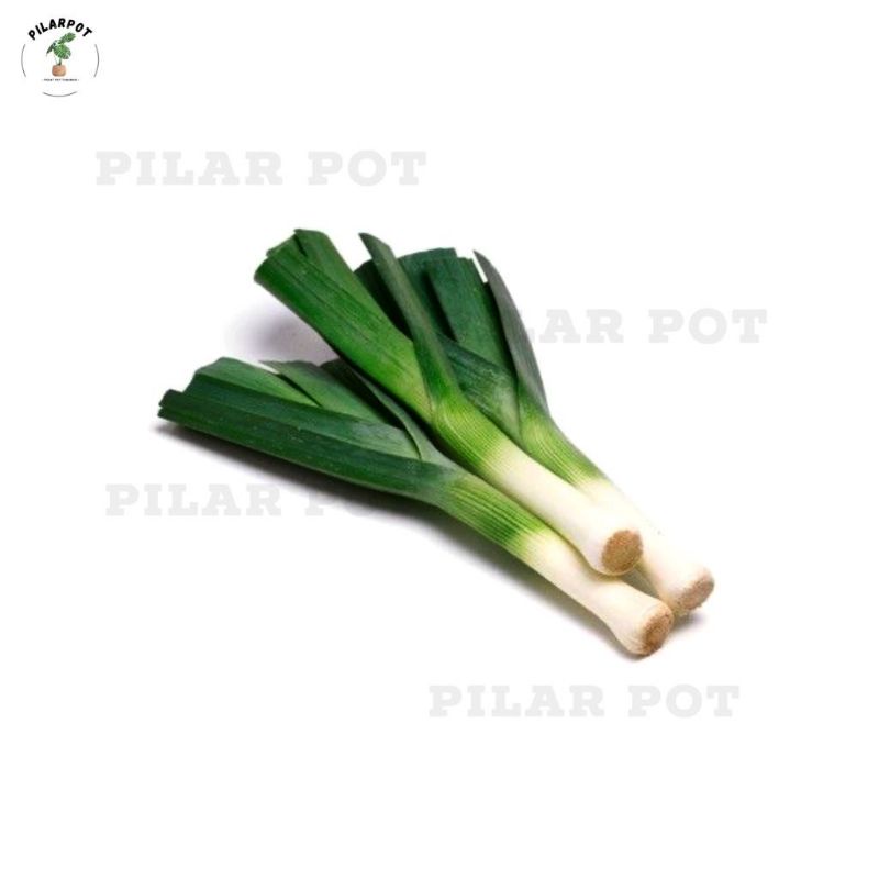 benih bibit DAUN BAWANG FREDA known you seed - KYS FREDA KEMASAN MERAH