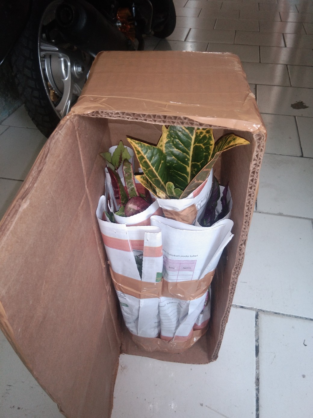 Parisian Shield Murah Promo !!!! Buruan !!!!