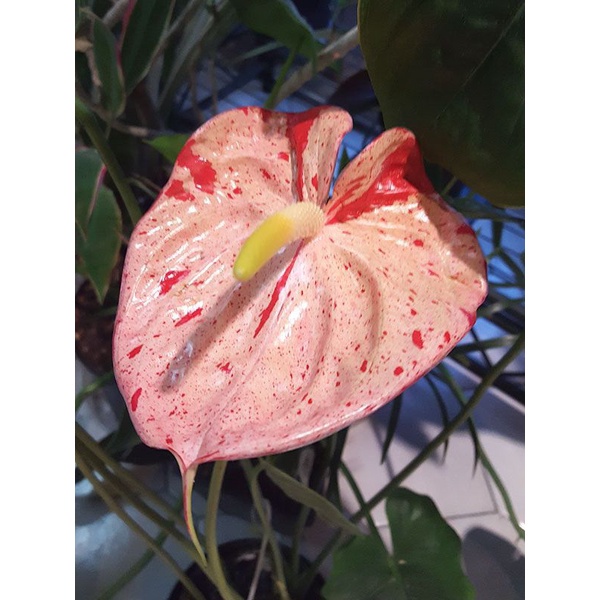 Tanaman hias hidup anthurium mickey mouse red pink - anthurium tanaman hias hidup - Bunga Hias Hidup - Tanaman Hidup - Bunga Hidup