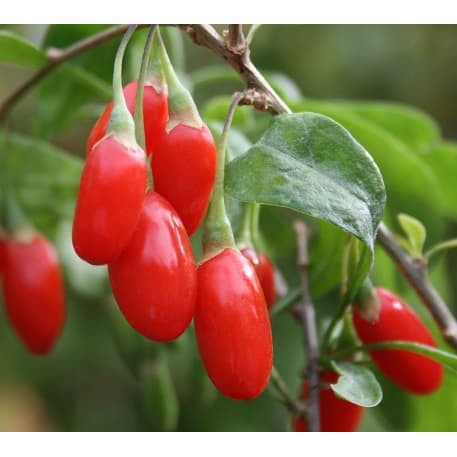 

Tanah Media Tanam - Pupuk - Gunting Rumput 25 Biji Buah Goji Berry Wolfberry Gojiberry Lycium