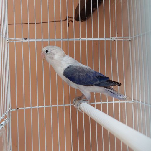 Burung Lovebird Biola Euwing Dark Vio Betina