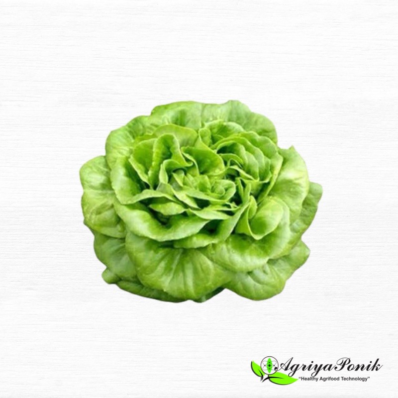 

Butterhead Lettuce Hydroponic