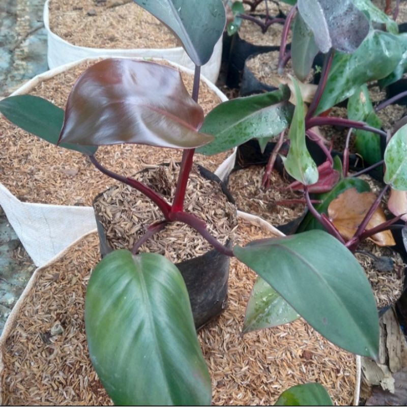 PHILODENDRON RED EMERALD/ tanaman indor RED EMERALD