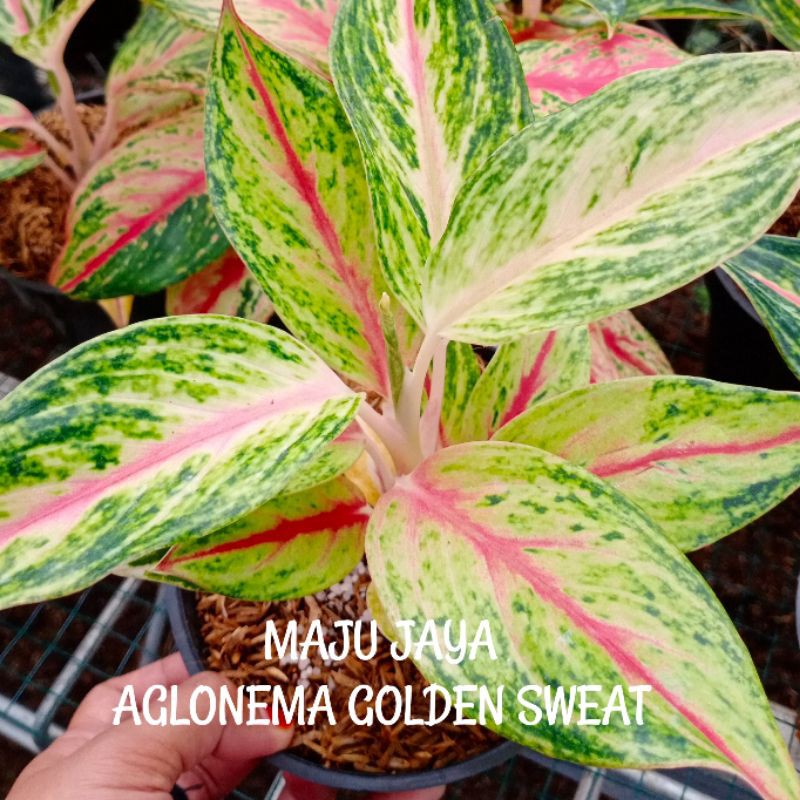 

AGLONEMA GOLDEN SWEAT IMPORT