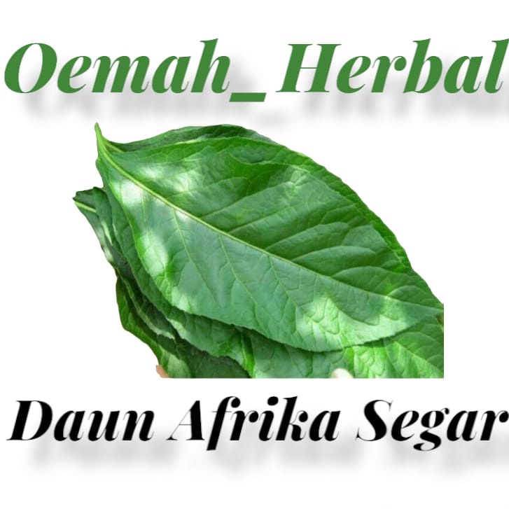 Daun afrika daun sambung nyawa segar 100 lembar klorofil