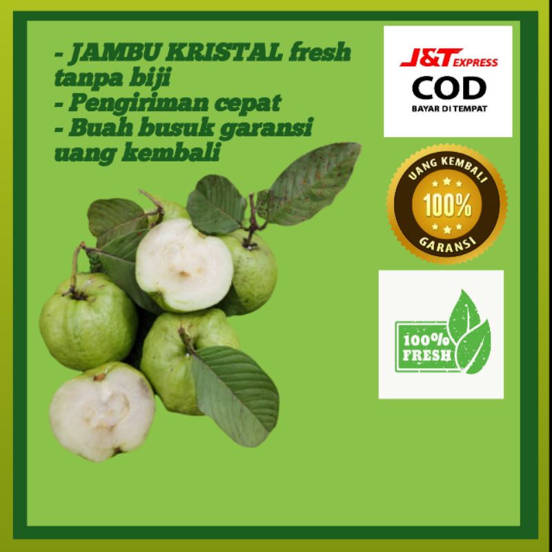 

JAMBU KRISTAL BUAH SEGAR FRESH 1 KG
