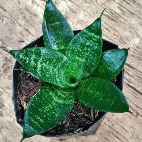 Tanaman hias lidah mertua mini/sansivera kodok
