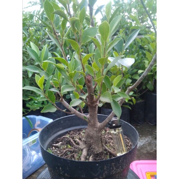 Bahan small beringin kimeng dan iprik/preh programan