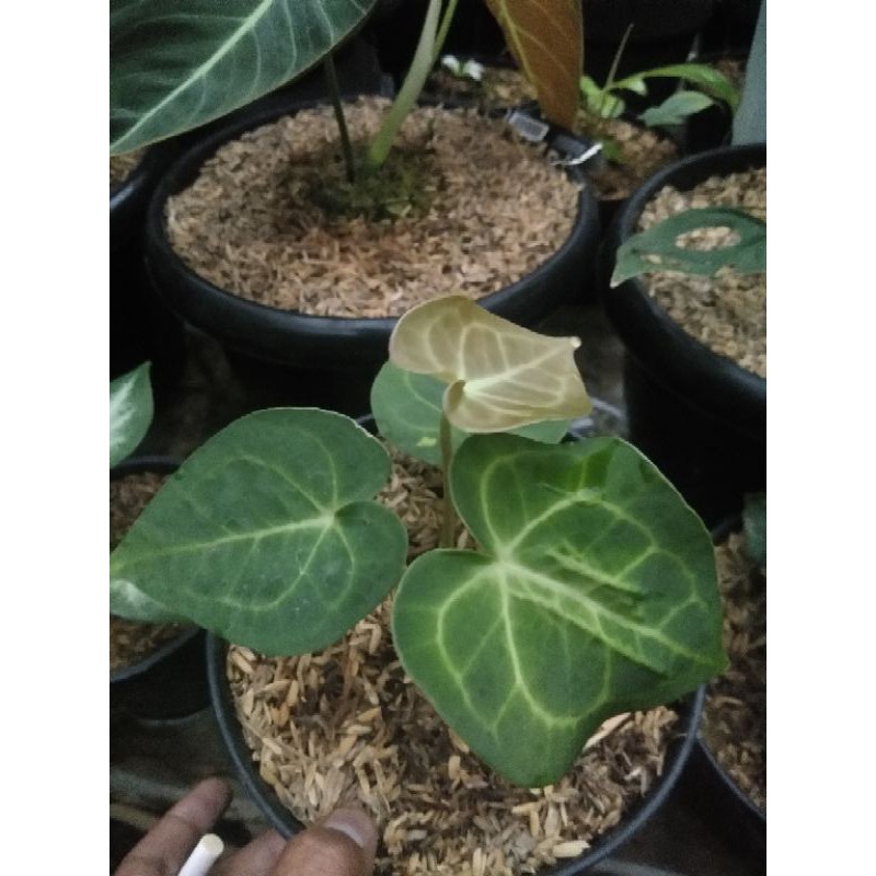 TANAMAN HIAS KUPING GAJAH TARANTULA/BIBIT TANAN HIAS KUPING GAJAH TARANTULA MURAH