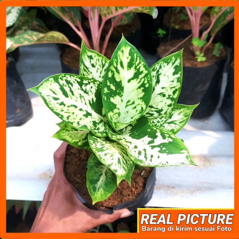 diven brazilia/sparkle