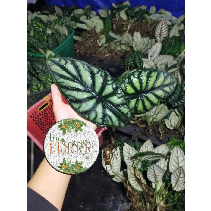 Ready ALOCASIA DRAGON SCALE DAUN 2 KALIMANTAN Kualitas Terjamin