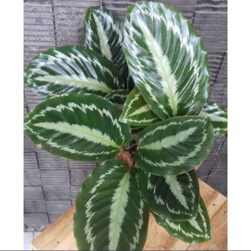 Calathea Silver Back / Tanaman Hias Calathea Silverback