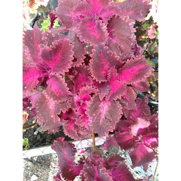 Miana premium id. Cinta mati