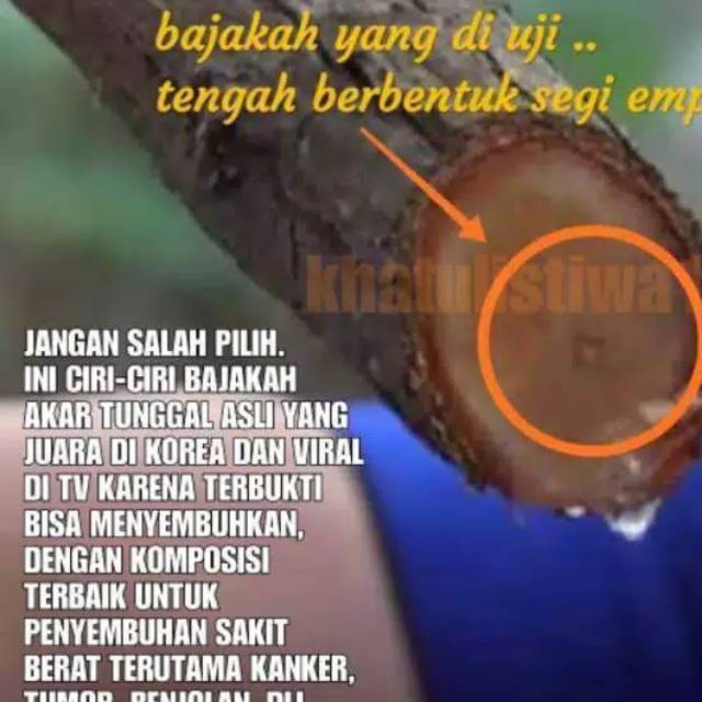 

Kayu BAJAKAH asli dari Kalimantan barat