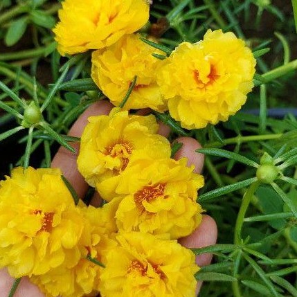 KROKOT IMPOR LEMON