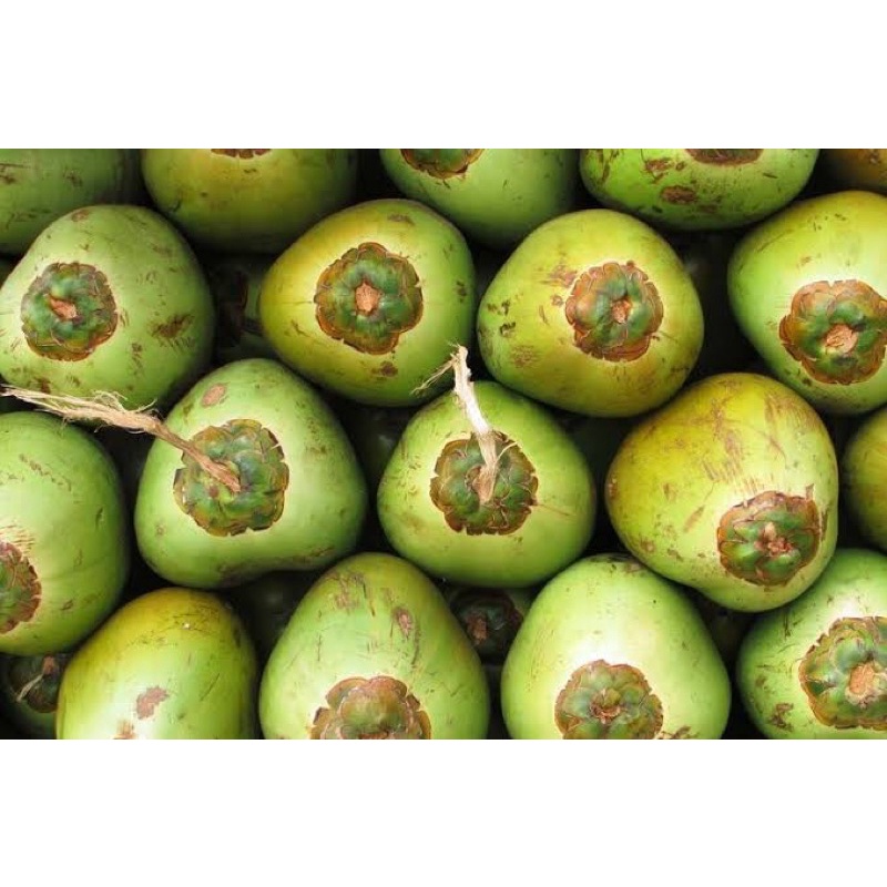 

kelapa ijo untuk herbal