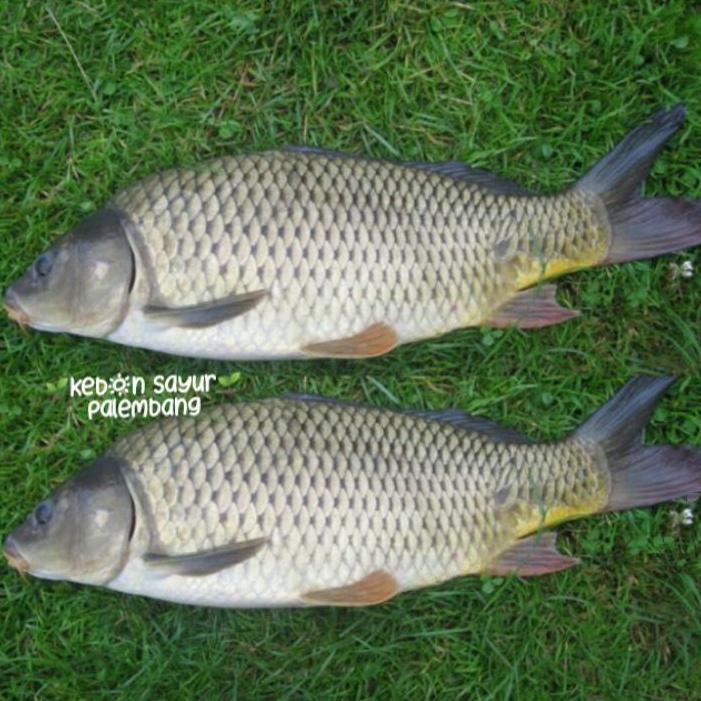 

ikan mas 500 gr