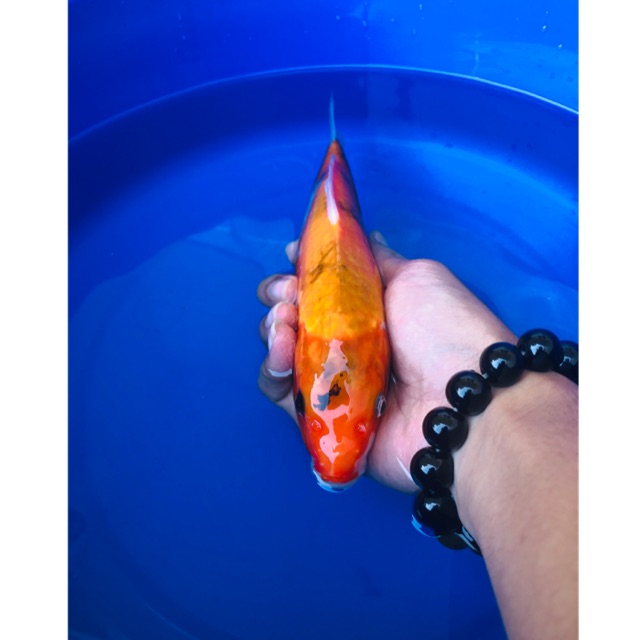 Koi Blitar Sanke Tategoi 24cm