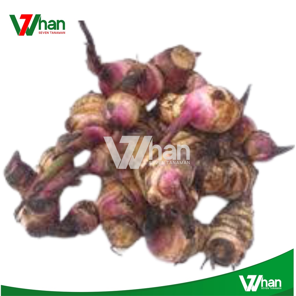 

UMBI GANYO SEGAR 1KG WHAN7 TANAMAN