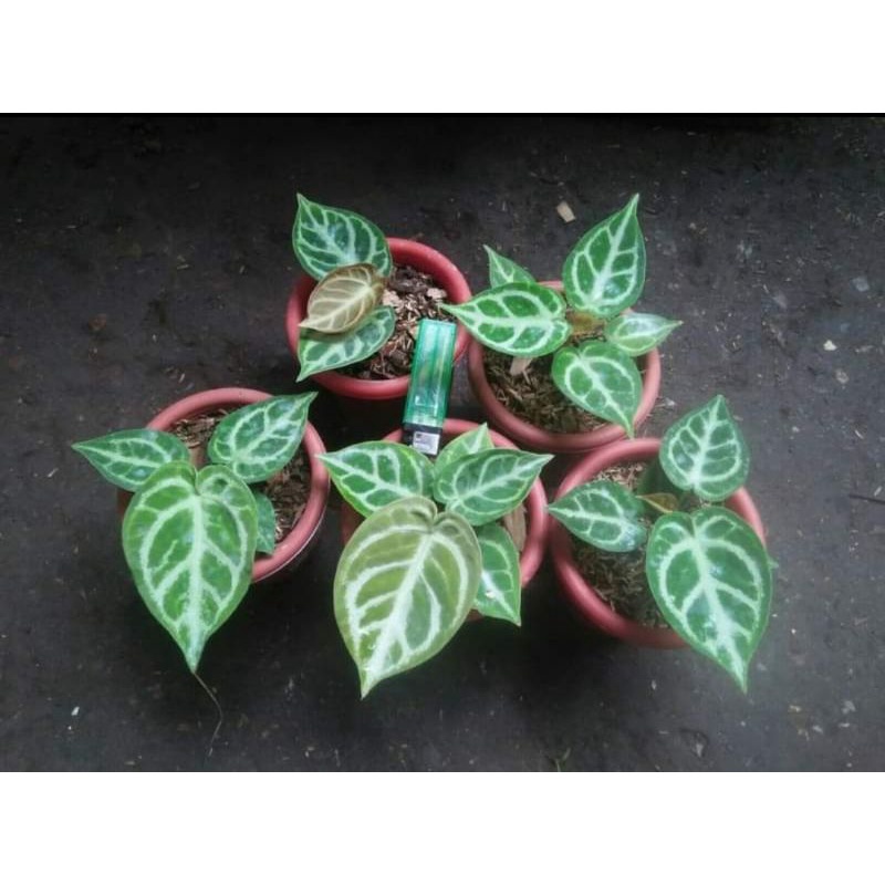 Kuping Gajah Dorayaki Mangkok Silver Blush Murah Realpict Tanaman